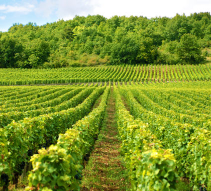 Typical vineyard in France